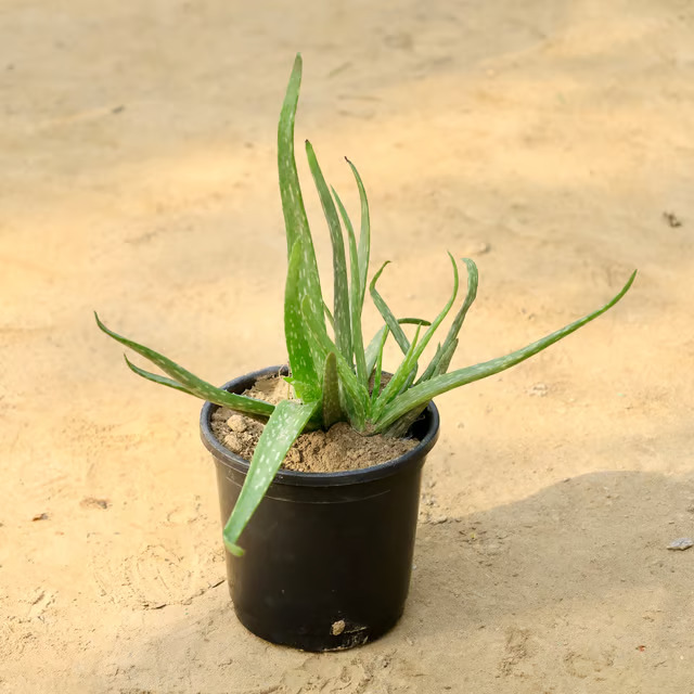 aloe vera plant